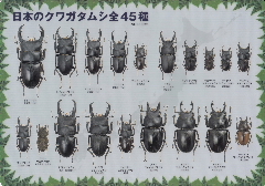 下敷　日本のクワガタムシ全45種